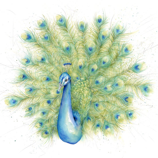 Peacock print by Beverley Fisher