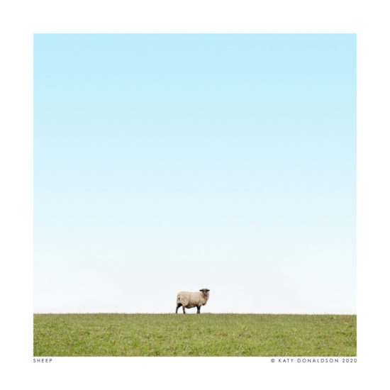Sheep, a print by Katy Donaldson