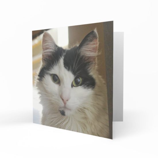 Patsy Cat Greetings Card by Wilfred Jenkins