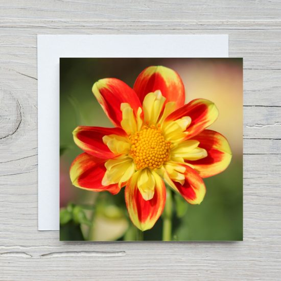 Dahlia Greetings Card by Wilfred Jenkins