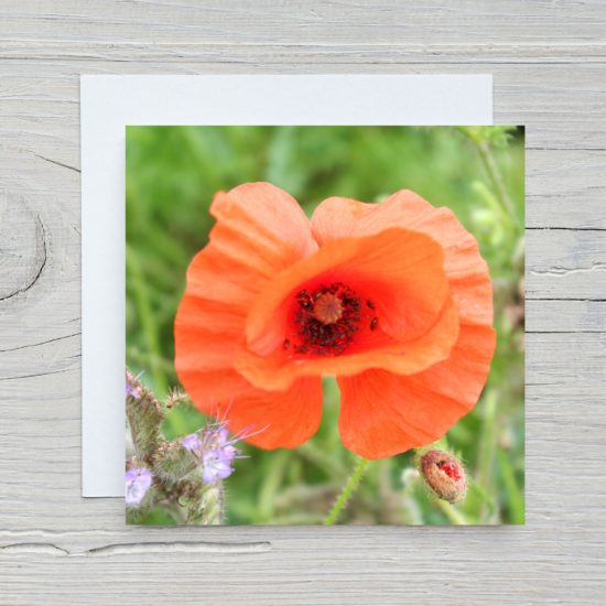 Poppy Greetings Card by Wilfred Jenkins