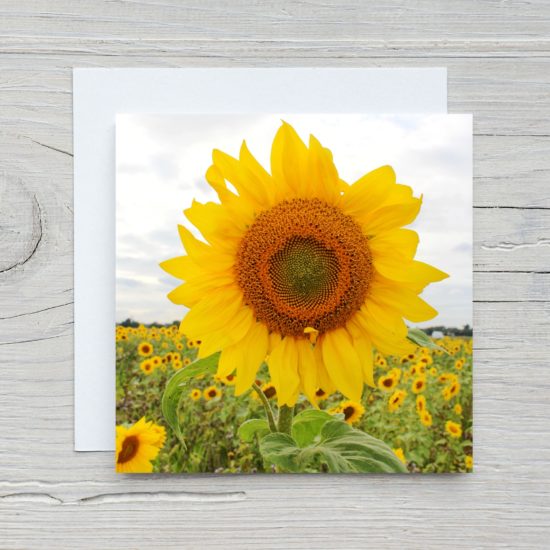 Sunflower Greetings Card by Wilfred Jenkins