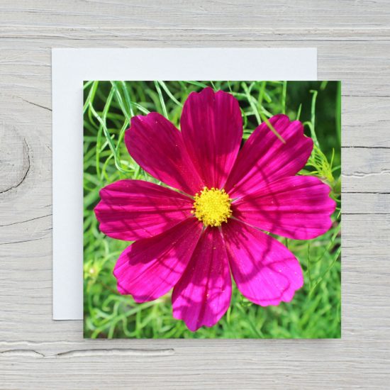 Cosmos Greetings Card by Wilfred Jenkins