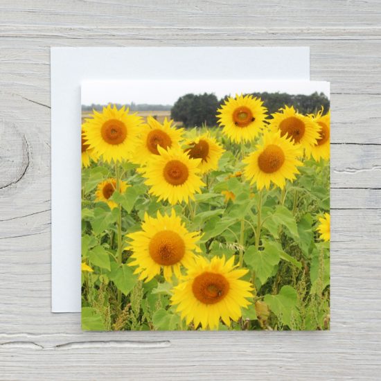 Sunflowers Greetings Card by Wilfred Jenkins